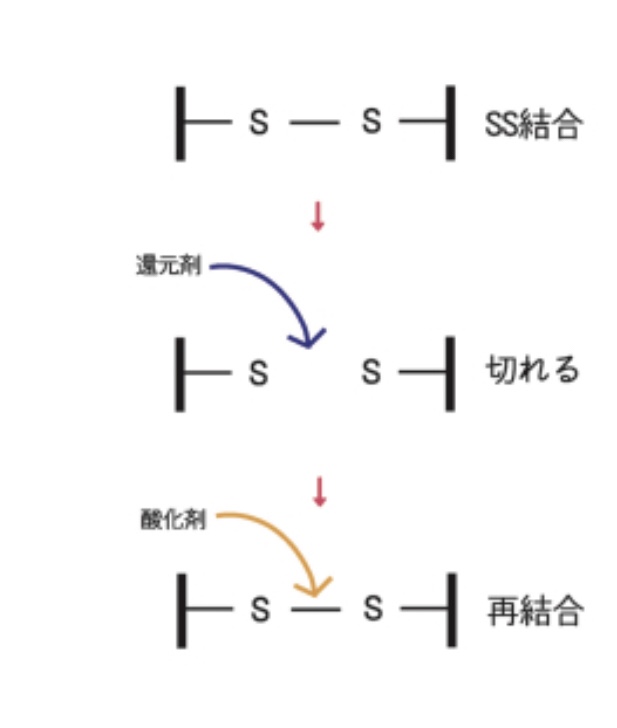 シスチン S S 結合について 神戸市灘区にある阪急六甲の美容室 美容院 個室でツヤ髪やスパの施術 J Hair